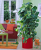 Epipremnum pinnatum (Efeutute) in rotem Topf im Wohnzimmer, Wohnzimmertisch