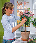 Pruning potted plants in winter quarters: woman cuts Chrysanthemum