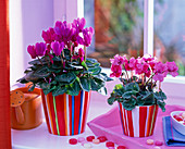 Cyclamen persicum (Alpenveilchen) in gestreiften Übertöpfen am Fenster