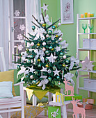Picea pungens 'Glauca' (Blaufichte) als Weihnachtsbaum mit weißen Sternen