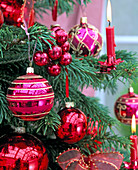 Abies nordmanniana (Nordmann fir) as a Christmas tree with red candles