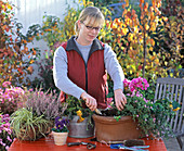 Planting a box with viola, aster and calluna (1/5)