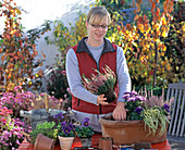 Planting a box with viola, aster and calluna (3/5)