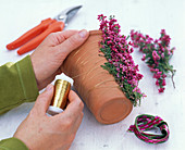 Cyclamen in erica pot (2/3)