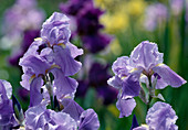 Engelhardt Blüten von Iris-Barbata-Elatior-Hyride (Schwertlilie)