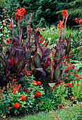 Red bed with summer flowers: Canna (Indian flower cane)