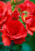 Flowers of miniature rose 'Meillandina'