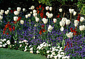 Tulipa (Tulpen), Myosotis (Vergißmeinnicht), Erysimum (Goldlack), Einfassung aus Bellis (Tausendschön)