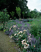 Rosa 'Penelope' (Strauchrose), öfterblühend