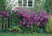 Clematis 'Victoria' (Waldrebe) in voller Blüte am Gartenzaun