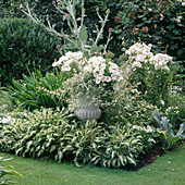 Cynara (Artischocke), Petunia (Petunien), Helichrysum