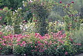 Rose in rose garden with rose arch