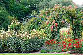 Rosa 'Jude the Obscure' (English Rose of Austin), rose arch