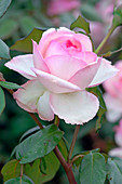 Blüte von Rosa 'Honoré de Balzac' syn. 'Meiparnin' (Edelrose), Teehybride
