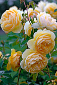Flowers of Rosa 'Graham Thomas ' syn. 'Ausmas' (English rose), repeat flowering