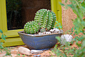 Echinopsis (globe cactus) in a square bowl by the window
