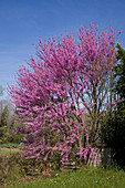 Cercis siliquastrum (Judas tree) in full flower in May