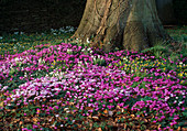 Cyclamen (Alpenveilchen), Galanthus (Schneeglöckchen)