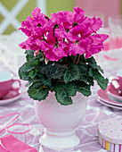 Cyclamen 'Miniwella' (cyclamen) pink, in white planter