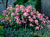 Strauchrose 'Fleurette', öfterblühend, robust, Wildrosen- charakter, naturm. Gar