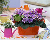 Saintpaulia, purple-white, in orange jardiniere on the table