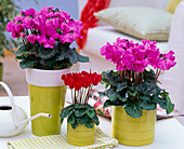 Cyclamen 'miniwella' in green planters on the table