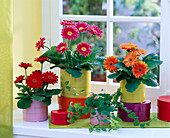 Gerbera, Ficus pumila (climbing fig) at the window, colourful round boxes