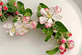 Branch with leaves and flowers of Malus (apple)