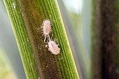 Pseudococcidae (mealybug)