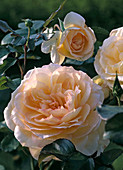 Rosa 'Teasing Georgia' (English shrub rose)