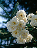 Rose 'Greeting to Zabern' (climbing rose)