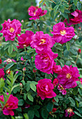 Rosa gallica officinalis (Apothekerrose), intensiver Duft