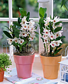 White dendrobium in pink and orange planters by the window, cloth