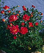 Shrub rose