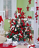 Picea pungens 'Glauca' (Stechfichte) als Weihnachtsbaum mit roten und weißen