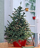Grevillea lanigera als lebendiger Weihnachtsbaum am Fenster, geschmückt