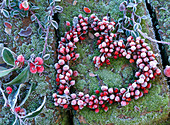 Herz aus Cotoneaster (Felsenmispel) mit Beeren im Rauhreif auf Moos