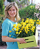 Young woman with Narcissus 'Tete a Tete' (daffodils) in light green fruit box