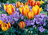 Tulipa 'Flair' (Tulpen), Crocus 'Pickwick' (Krokusse)