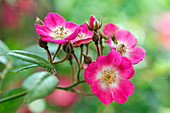 Rosa 'Mozart' (rose), shrub rose, moschata hybrid, repeat flowering