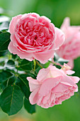 Pink 'Geoff Hamilton' (English Rose) by David Austin