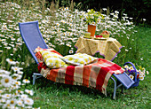 Deck chair next to Leucanthemum (daisy meadow)