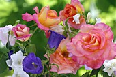 Rosa 'Inspiration' (Noble Rose), Campanula (Bellflower)
