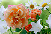 Rosa 'Cubana' (Bodendeckerrose), apricot, öfterblühend, leichter Duft