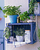 Kitchen herbs, blue wicker basket as wall shelf