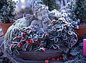 Gaultheria procumbens (fall berry), Carex 'evergold'