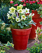 Helleborus niger (Christmas rose) in red bucket