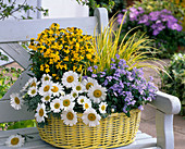 Gelber Korb bepflanzt mit Chrysanthemum hosmariense
