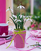 Galanthus nivalis (Schneeglöckchen) in rosa Becher mit Schleife auf dem Tisch