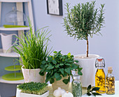 Herbs in the kitchen